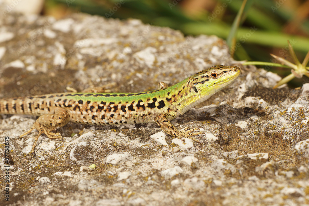 Naklejka premium Sand Lizard