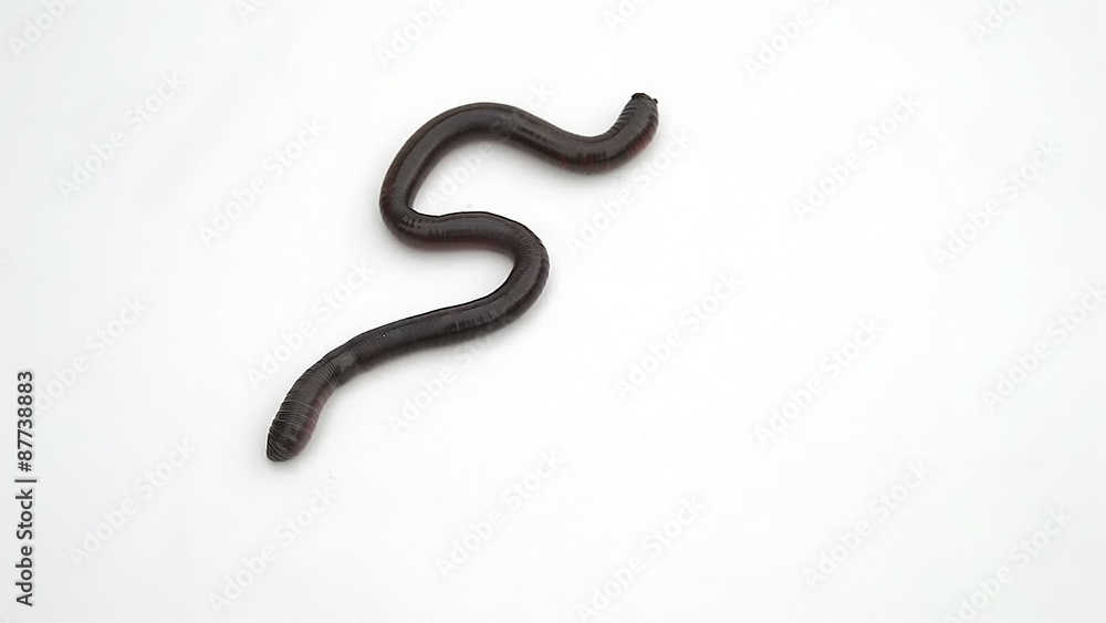 earthworm crawling on a white background earthworm crawling on a white background