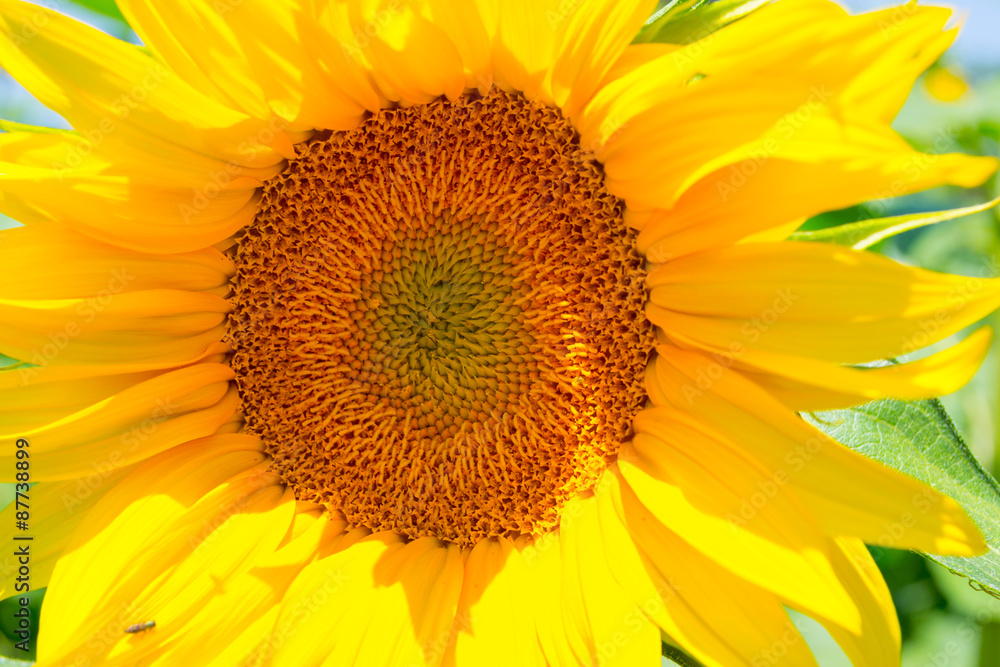 Sunflower Sunflower