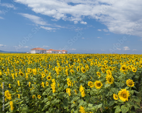 A large field of sunflowers with houses