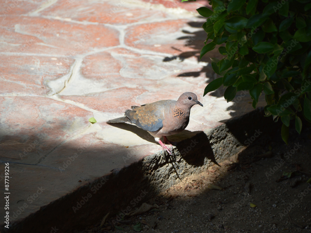 Single brown turtledove on the stone pavement Single brown turtledove on the stone pavement