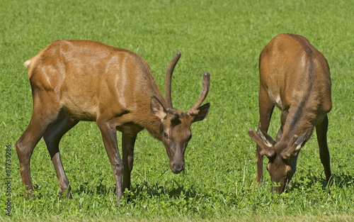 Two Young Male Elk
