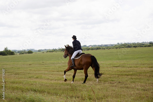 Horse ride in the meadow