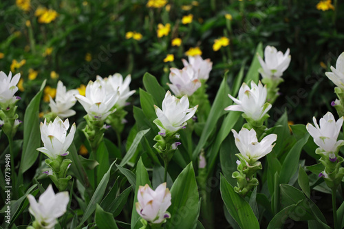 Thai orchids