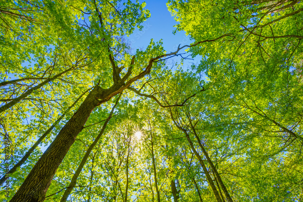 Fototapeta premium Spring Sun Shining Through Canopy Of Tall Trees. Upper Branches