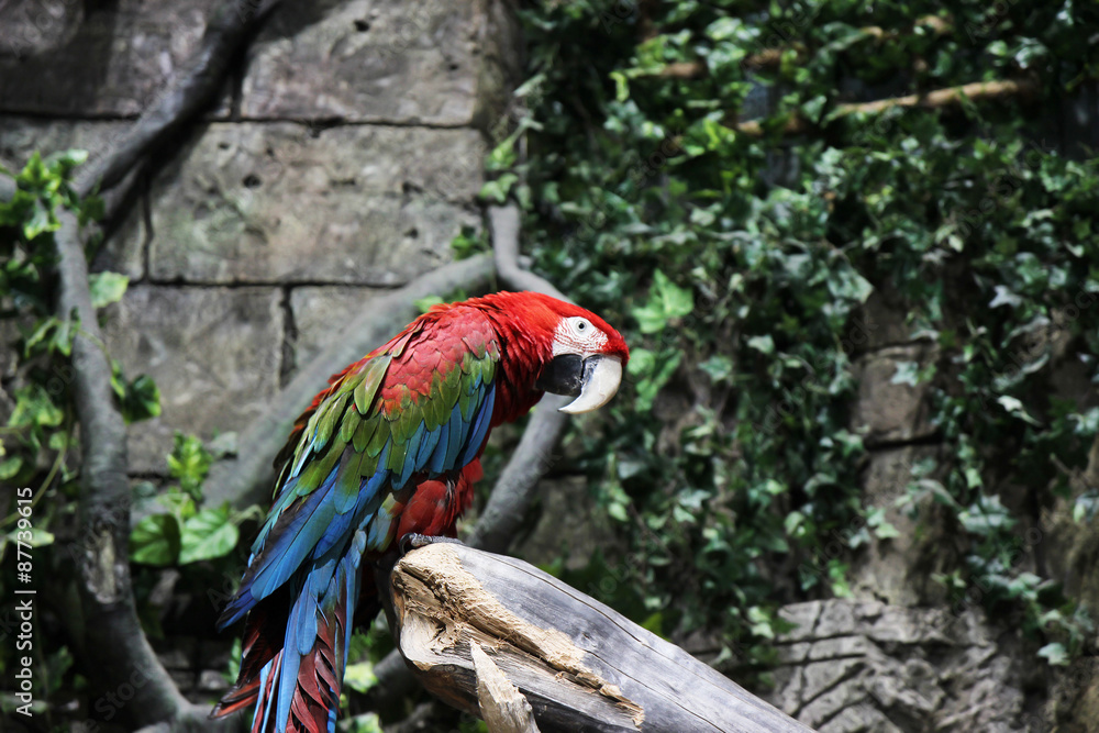 Obraz premium Red parrot ara sitting on a branch in jungle