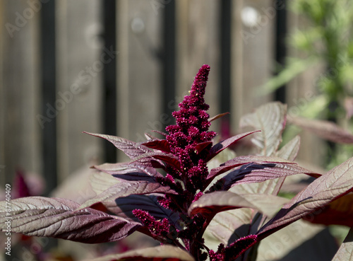 Hopi Red Dye Amaranth Flower photo