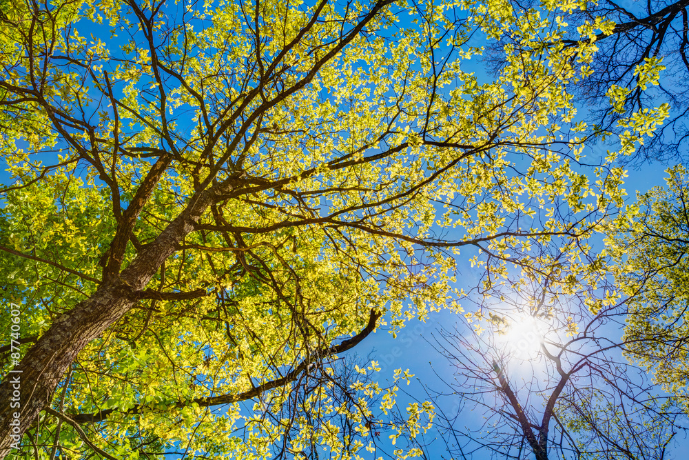 Sunny Canopy Of Tall Trees. Sunlight In Deciduous Forest, Summer Sunny Canopy Of Tall Trees. Sunlight In Deciduous Forest, Summer