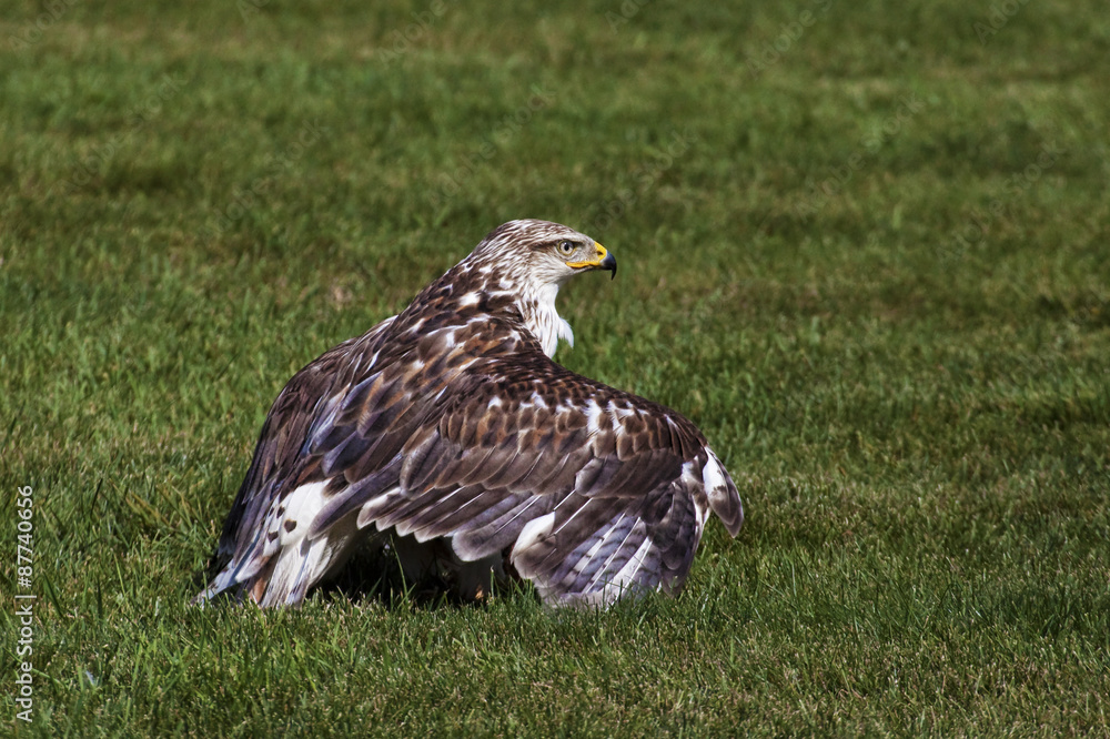 Obraz premium Ferriginous Hawk mantling on the ground