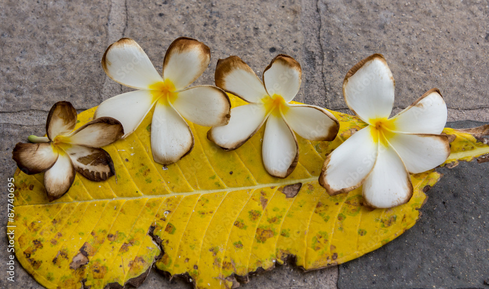 white and yellow Plumeria (frangipani flowers, Frangipani, Pagoda tree or Temple tree) on natural background. white and yellow Plumeria (frangipani flowers, Frangipani, Pagoda tree or Temple tree) on natural background.