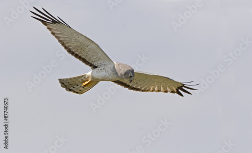 Male Northern Harrier in flight