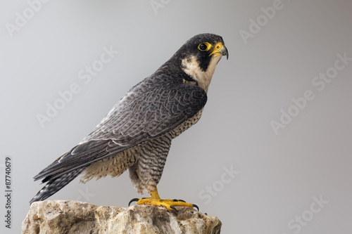 Photography Adult Peregrine Falcon perched on a rock
