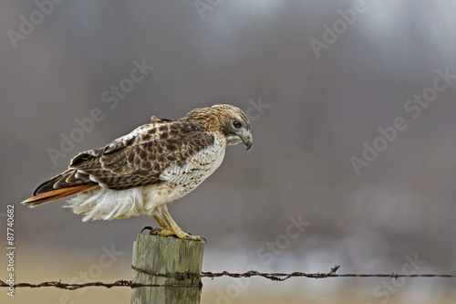 Bild auf Leinwand Red-tailed Hawk in a stately pose