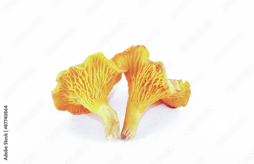 Chanterelle Chanterelle