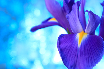 Papier peint photo Iris Iris bleus sur fond floral éclatant  © Natika
