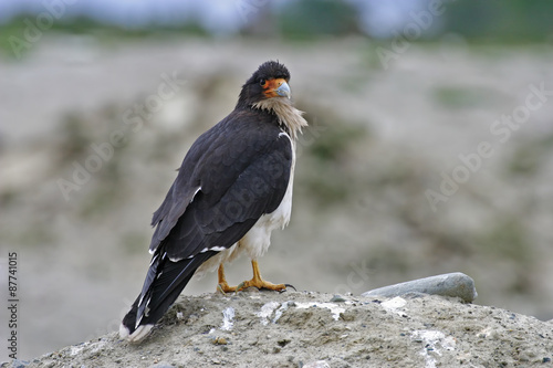White-throated Caracara standing on the ground