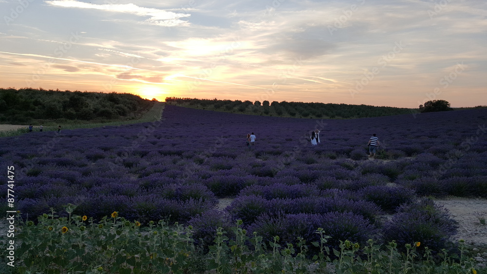 Fototapeta premium Campi di lavanda al tramonto