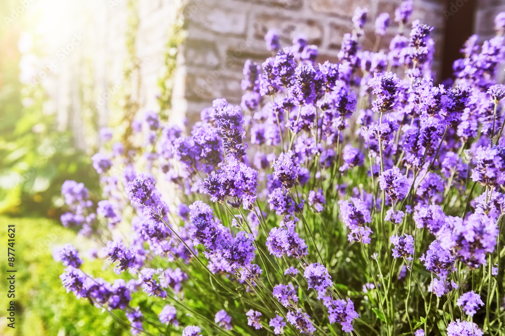 Obraz premium Closeup of lavender flowers