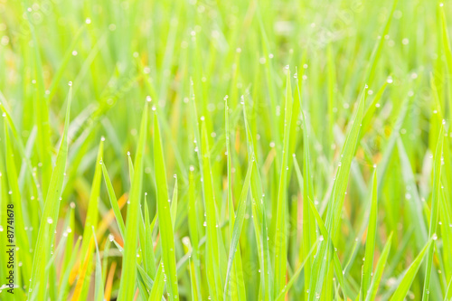 Water droplets perched atop the grass.