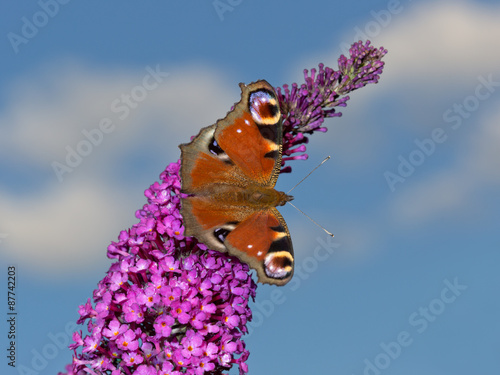 Peacock butterfly (Aglais io) perching on summer lilac