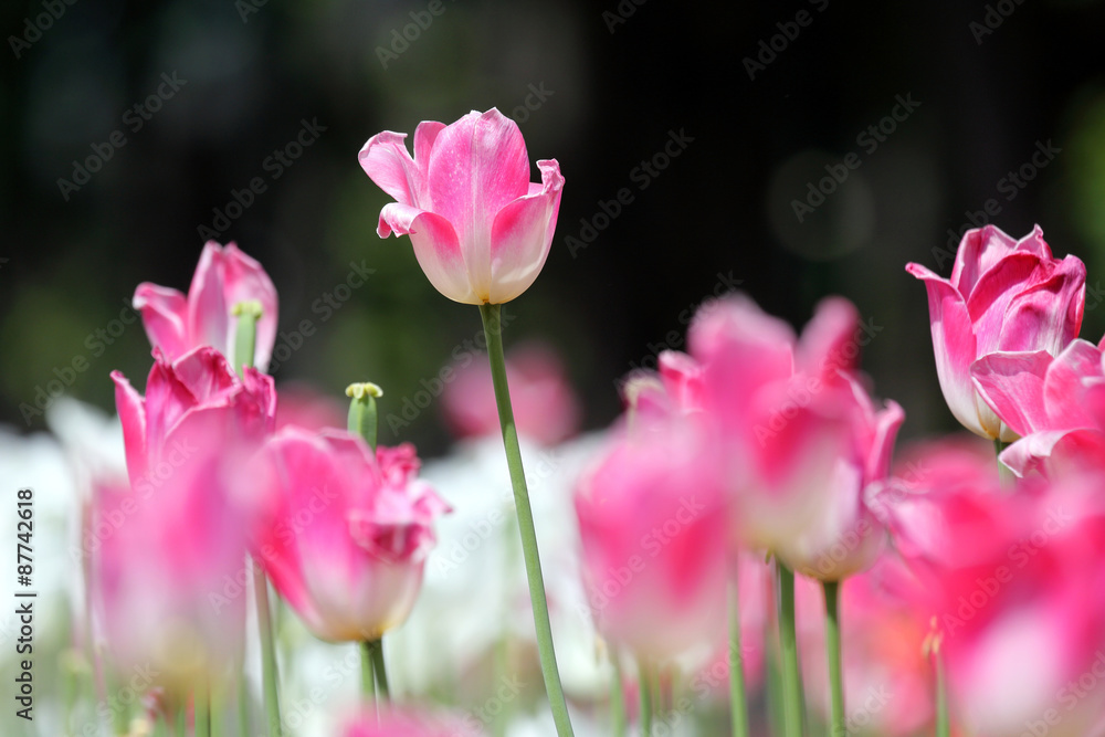 the highlighted pink Tulip among the rest of the tulips