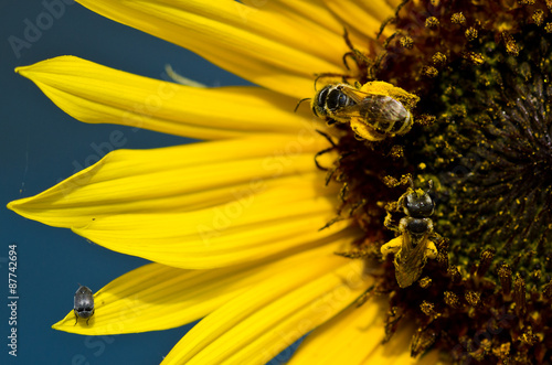 Two Bees and a Bug on the Bright Yellow Sunflower Petals