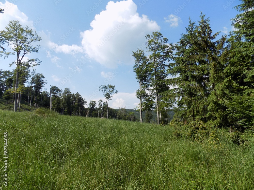 Meadow, forest and sky Meadow, forest and sky