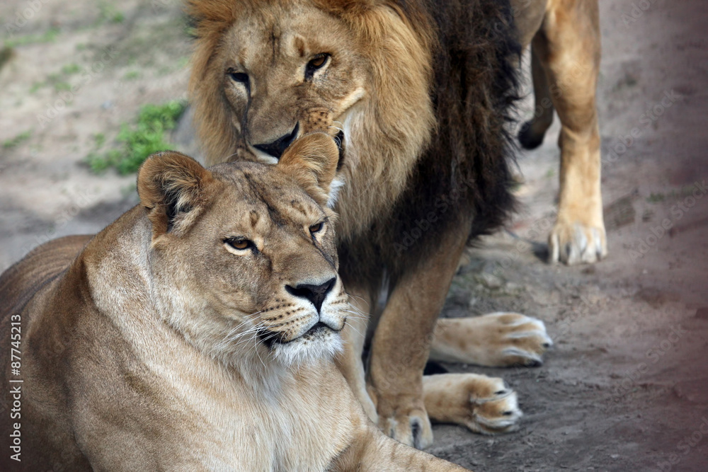 Fototapeta premium game the lion and the lioness