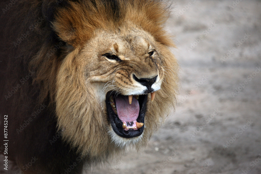 portrait of a snarling african lion