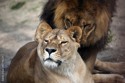 game the lion and the lioness © photosaint