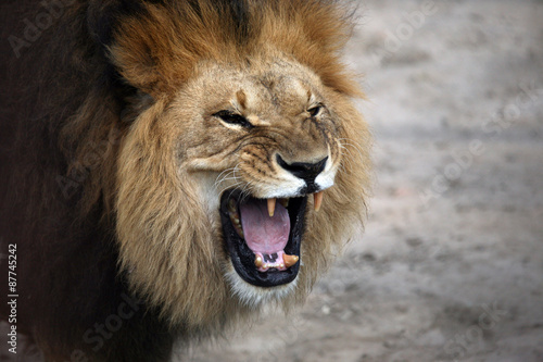 portrait of a snarling african lion