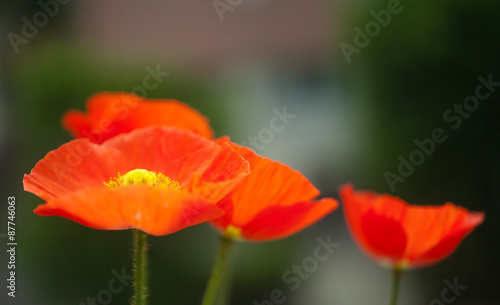 Papaver poppy flower on background of green leafs, blur macro by helios