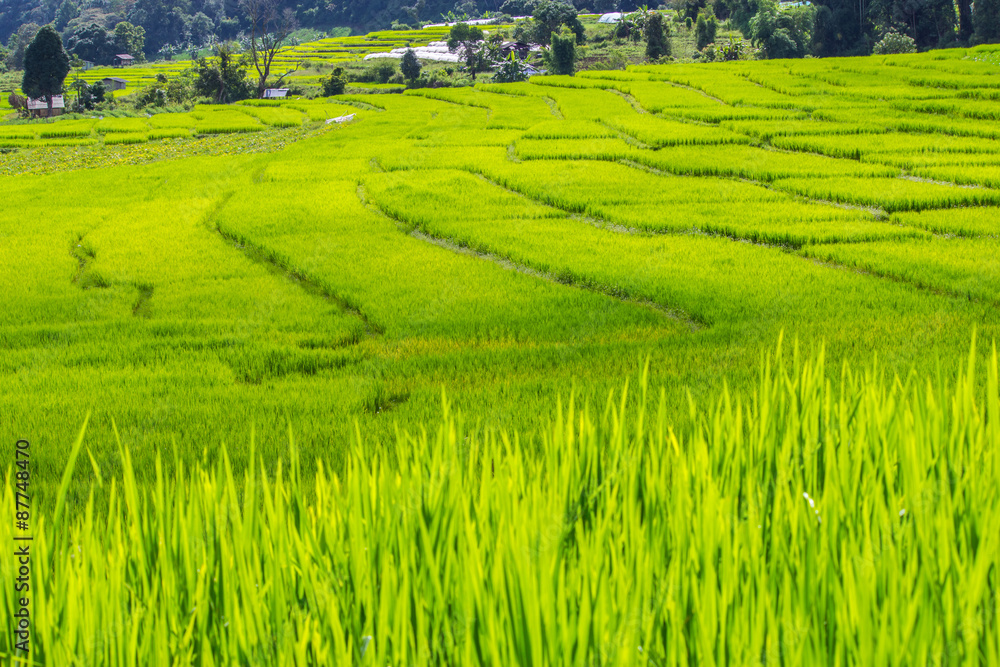 Green Terraced Rice Field in Mae Klang Luang , Mae Chaem, Chiang Mai, Thailand
