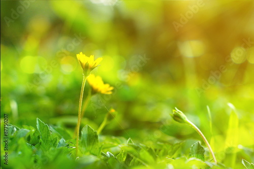 Climbing wedelia flower in vintage style