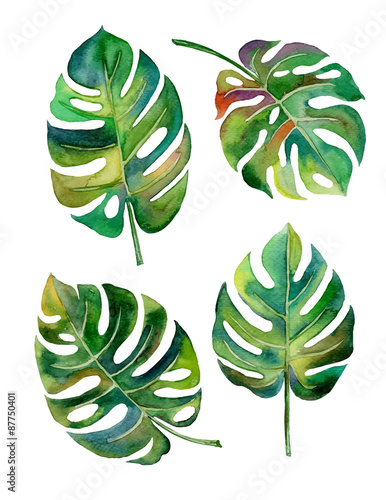Split Leaf Philodendron  watercolor on white background vector,illustration EPS10