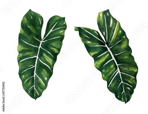 Split Leaf Philodendron  watercolor on white background vector,illustration EPS10