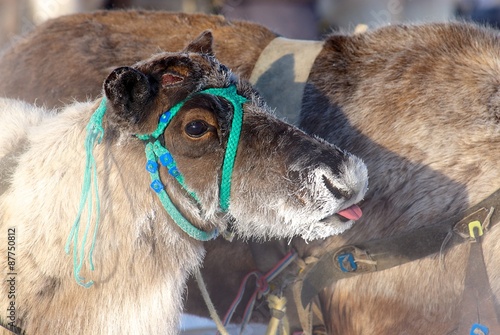 Young arctic deer teasing