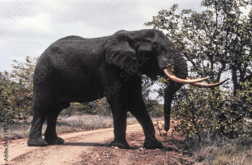 Elefante - elephant (Loxodonta africana) del Parco Nazionale del Kruger in Sud Africa
