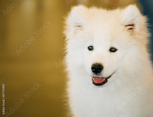 White Samoyed Dog Puppy Whelp Close Up © Grigory Bruev