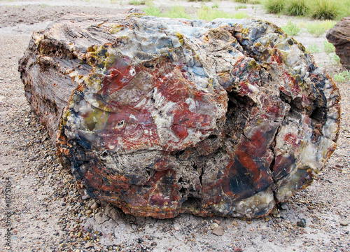 Petrified Wood