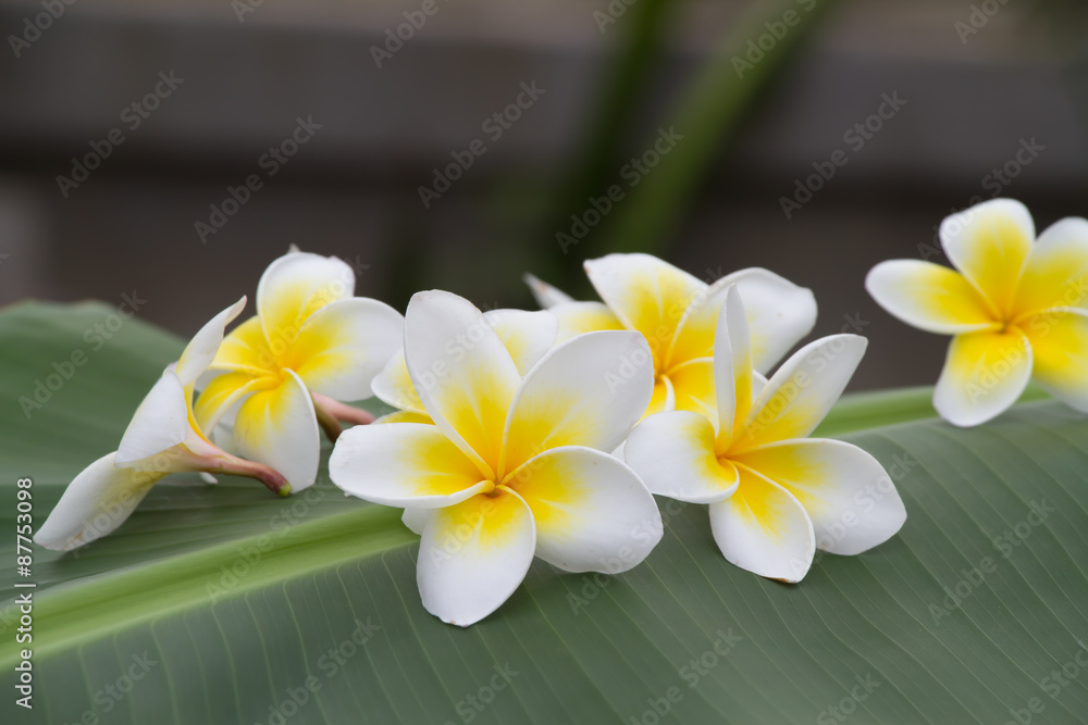 Naklejka premium Plumeria
