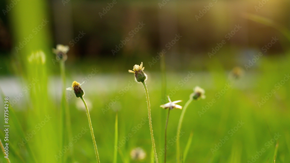 Small flower with green blur background