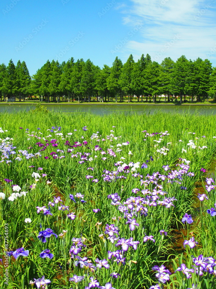 菖蒲咲く公園風景 菖蒲咲く公園風景