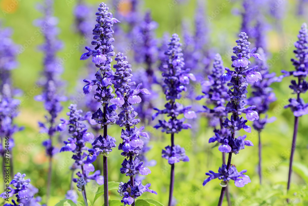 Fototapeta premium Blue Salvia (salvia farinacea) flowers blooming in the garden and field