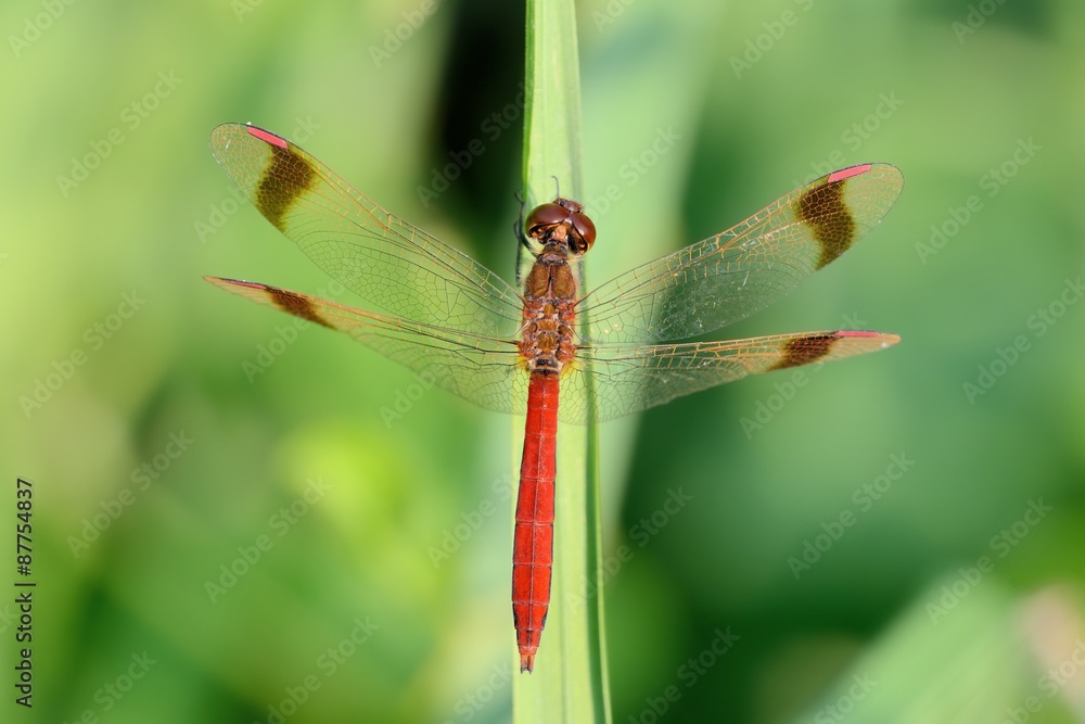 Libellula rossa su filo d'erba Libellula rossa su filo d'erba