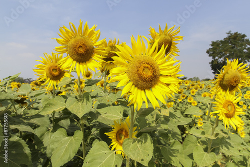 sunflowers at the field in summer on blue sky