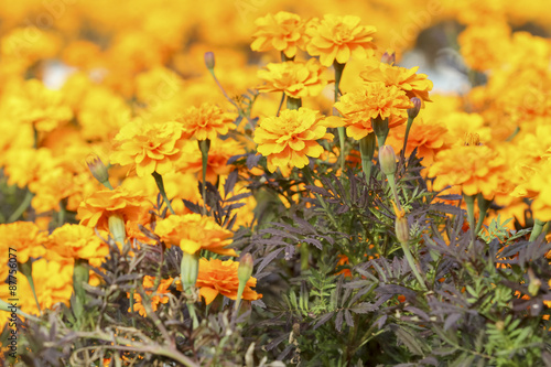 close up french marigold flower on field of flowers