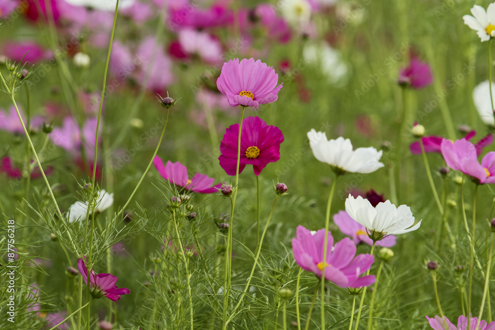 the cosmos flower in the garden for background the cosmos flower in the garden for background
