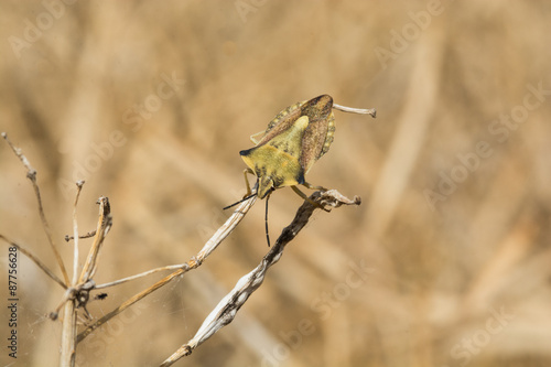 Bug, Carpocoris fuscispinus © greenphotoKK