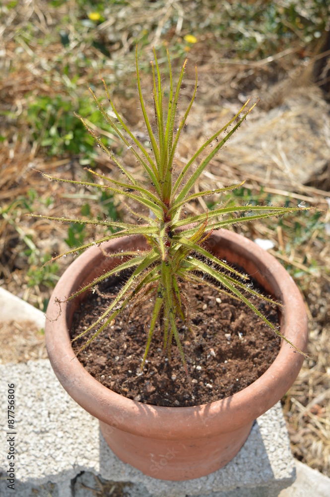 Roridula gorgonias